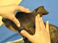 Fortbildung - Kranio-Sakrale-Therapie bei Kleintieren